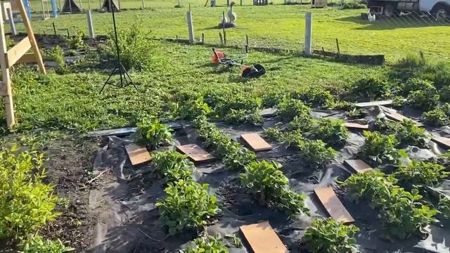 Мое любимое занятие в Деревне / Кролики плодятся / Новый помощник на хозяйстве / Теплица засажена ? смотреть онлайн