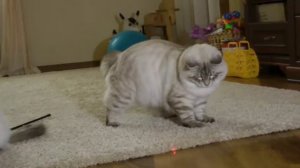 невские маскарадные котята из питомника "Neva Crystal"