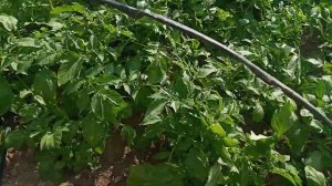 Картофель Ривьера