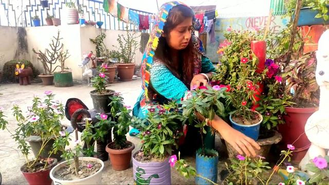 20 Different Types of Noyontara or Vinki flower|SUMIS'S GARDEN смотреть онлайн