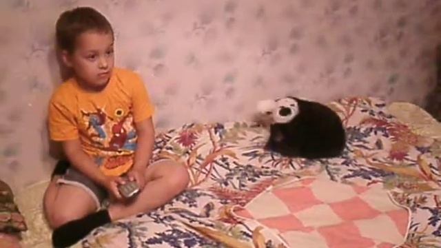 кошки против собак смотреть онлайн