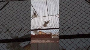 турецкая такла и алмаатинцы игра голубей