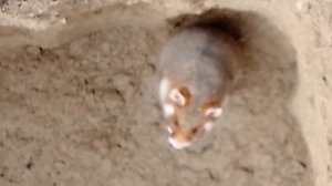 нашли хомяка на кладбище уже довно