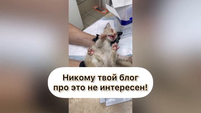 Котята и кошки помощь животным смотреть онлайн