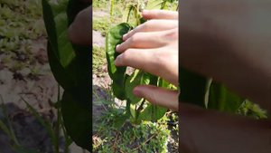 Двухлетние сеянцы Аннона Черимойя в открытом грунте. Продажа. Экзотика.