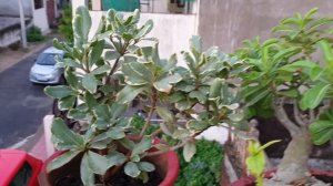 How to Grow and Care Pittosporum Plant - Best Plant for Terrace Garden || Fun Gardening