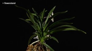 Орхидея Neofinetia falcata 'Yubae'