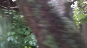 Обзор прививка плодовых деревьев. Прививка абрикоса на сливу. Как лучше прививать плодовые деревья