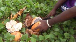 Как разделать кокос?#SriLanka