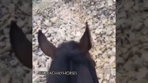 Карачаевская порода лошадей - лучшая горная порода!