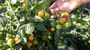 Собираем семена!Обзор сортов "Сибирское чудо" и " Сердце Италии"/Кошачий сон.....