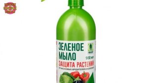 Листья комнатных цветов БЛЕСТЯТ как новенькие! Расскажу, как отмыть налет и пыль с листьев растений