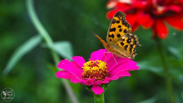 Это интересно | Крылья бабочек смотреть онлайн