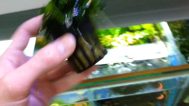 Анубиас нано смотреть онлайн