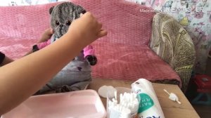 Как ухаживать за басиком