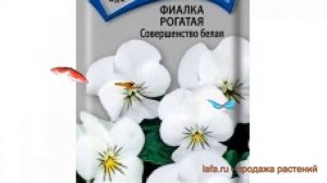 Фиалка рогатая Совершенство белая ? обзор: как сажать, семена фиалки Совершенство белая