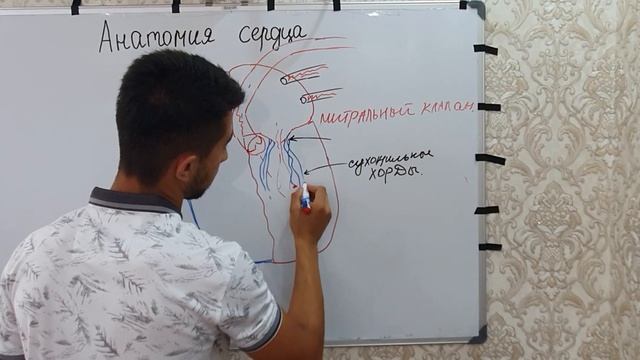 Анатомия Сердечно-сосудистой системы .