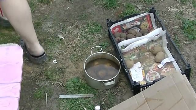 посадка картофеля на картон,под солому- мой метод.