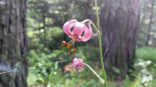 ЛИЛИЯ КУДРЕВАТАЯ (САРАНКА) смотреть онлайн
