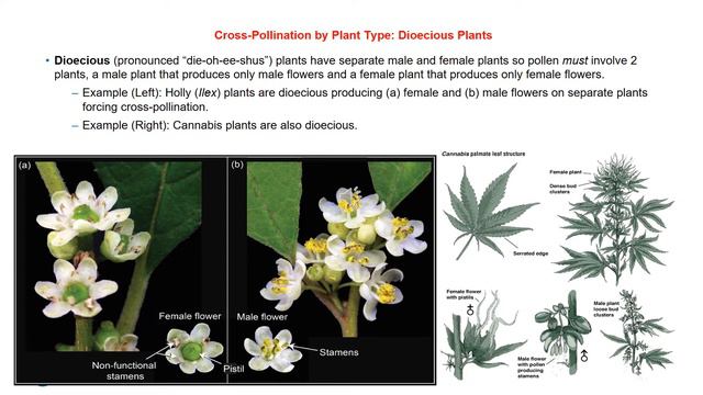 14 Pollination  Breeding