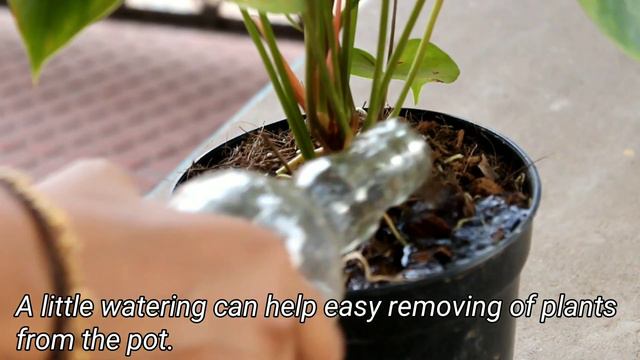 Anthurium potting mix preparation / Anthurium propagation / Anthurium gardening смотреть онлайн