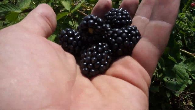 Ежевика Гай смотреть онлайн