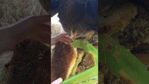 Как достать мед из колоды