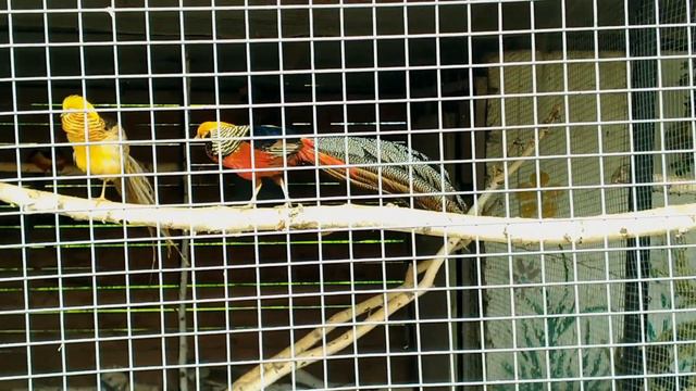 Kişinev Hayvanat Bahçesi Vlog - Chisinau Zoopark Vlog - Молдова / Кишинев Зоопарк видеоблог смотреть онлайн