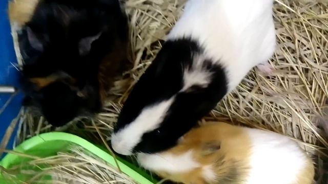 Мурчашие пищалки морские свинки. Кормление. Малыши кавия | Хомячуля: Secret Life Hamster - Pets