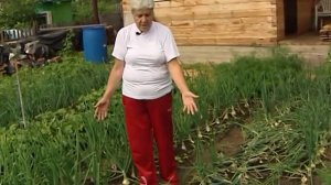 Советы тети Тани. Обламываем стрелки лука