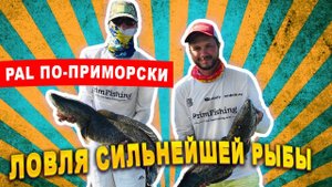 ЗМЕЕголов АТАКУЕТ. Ловля змееголова на заболоченных разливах.