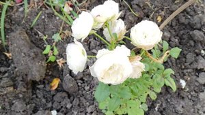 Роза Кейра.