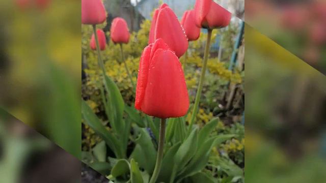 Цветы🌸🏵️🌹🌺🌷🌼🥀💮#цветы#краскимая#красотавокругнас#