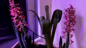 Уход за гиацинтами после цветения