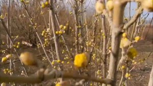 Кизил Елена+Ярема Фундук цветет с Пчелами