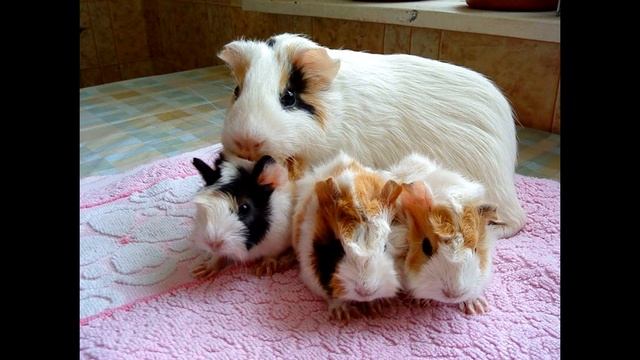 Разговор с отцом.  Стихотворение фантастика, юмор. смотреть онлайн