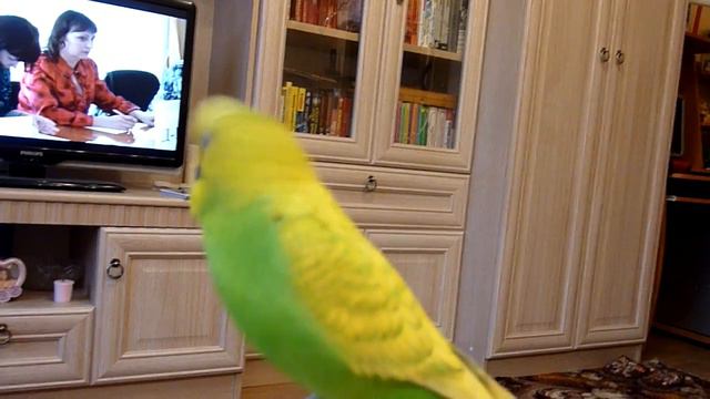 С кем целуется попугай?//Смешной и веселый ручной попугай//Птицы смотреть онлайн