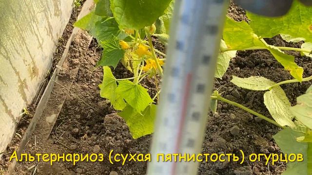 Проверьте свои огурцы 🥒🥒🥒 БОЛЕЗНИ ОГУРЦОВ 💥 Альтернариоз: описание и лечение 🚑