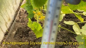 Проверьте свои огурцы 🥒🥒🥒 БОЛЕЗНИ ОГУРЦОВ 💥 Альтернариоз: описание и лечение 🚑