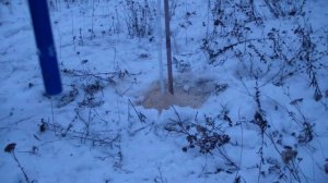 Подготовка деревьев к зиме