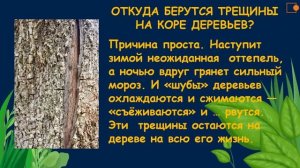 Мир растений зимой. Окружающий нас мир 1 класс