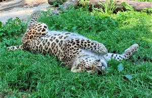 Наш персидский  леопард Стивен тренируются с кипером Анной Витальевной
