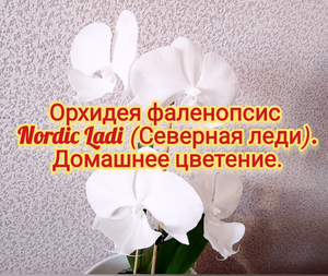 Орхидея фаленопсис Nordic Lady (Северная леди). Домашнее цветение.