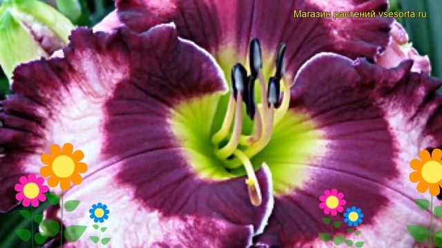 Лилейник гибридный Макбет. Краткий обзор, описание характеристик hemerocallis Macbeth смотреть онлайн