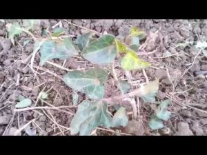 Результат подзимнеего черенкования растений, что принялось!