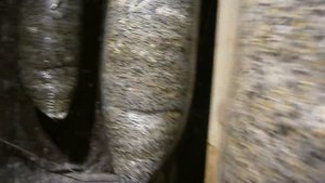 Вешенка. Зарастание грибных блоков, с первого дня и до сбора урожая.