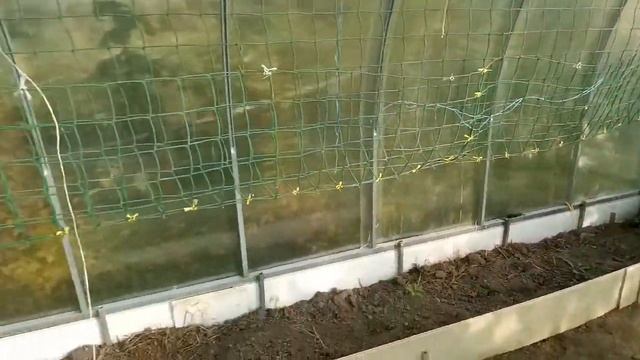 Сетка для огурцов в теплице своими руками. Как сразу сделать правильно, а не через ж...  Часть №1
