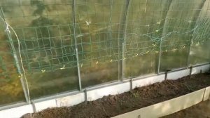 Сетка для огурцов в теплице своими руками. Как сразу сделать правильно, а не через ж... Часть №1