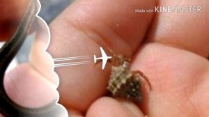 Самые маленькие жевотные в мире.