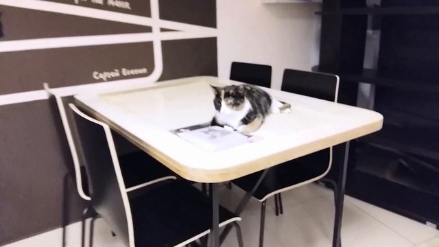 Котокафе в Санкт-Петербурге. Как погладить за раз 27 котиком? смотреть онлайн